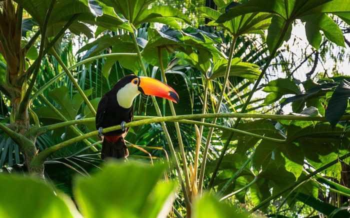 Toucan on a tree branch in the Amazon Rainforest