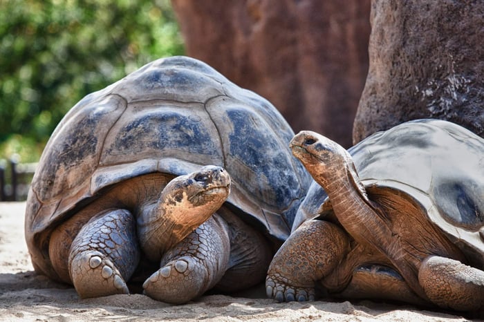 Sea turtles in the Galapagos Islands