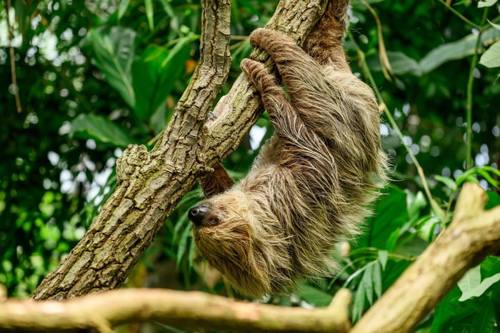 Sloths