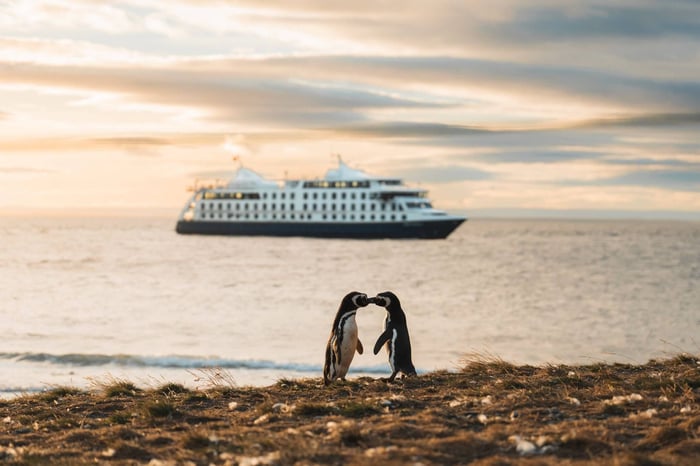 Penguins in Patagonia