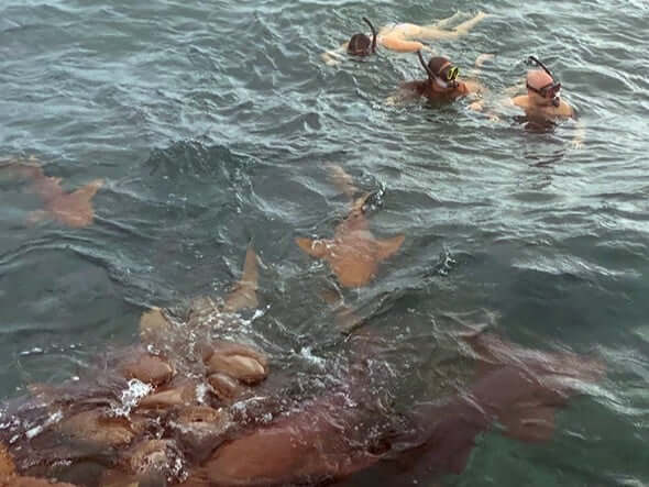 Snorkelling near the Great Blue Hole