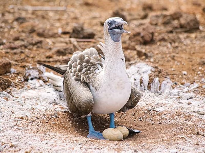 Blue-footed Booby