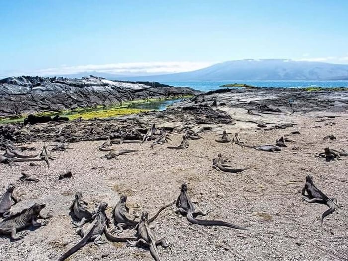 Marine Iguanas