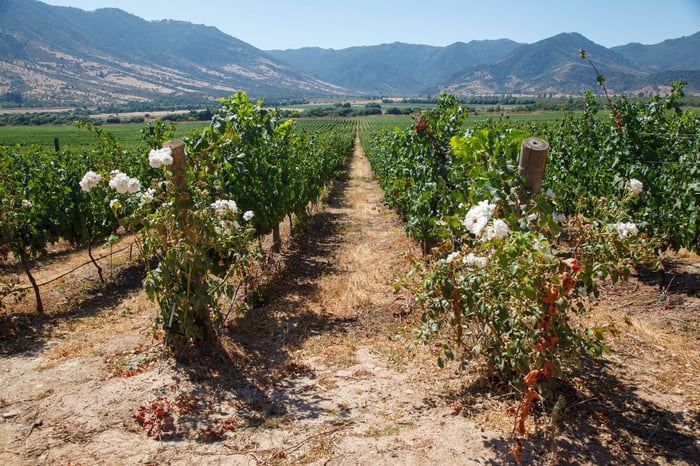 Roses in the vineyard in Colchagua Valley