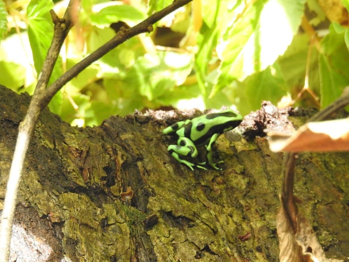 Frogs