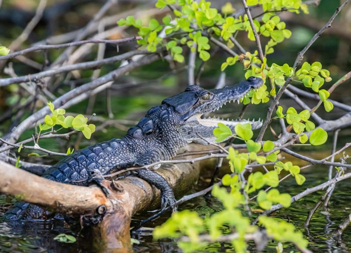 Crocodile