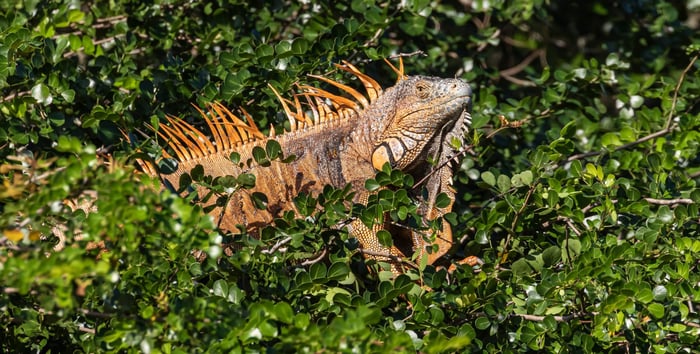 Green Iguana