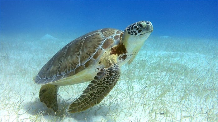 Sea Turtle
