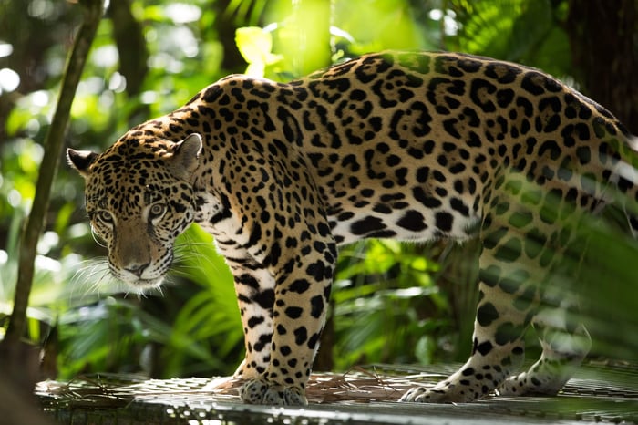 Jaguar