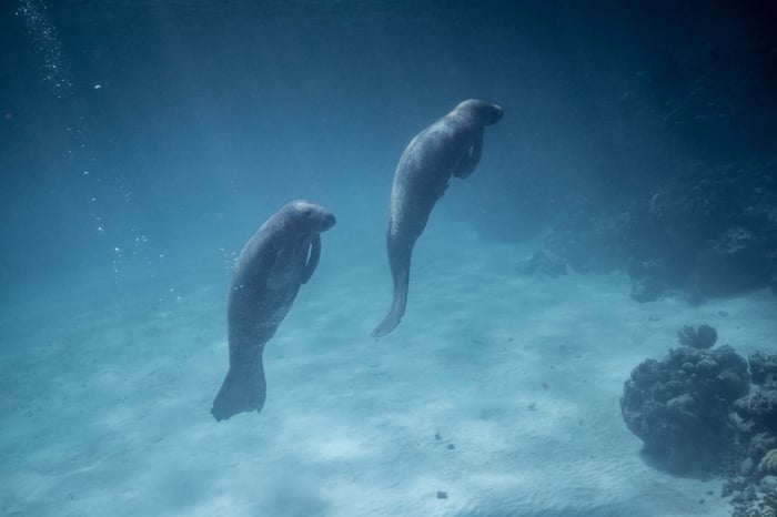 Manatee