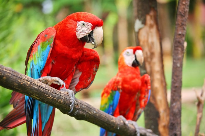 Scarlet Macaw