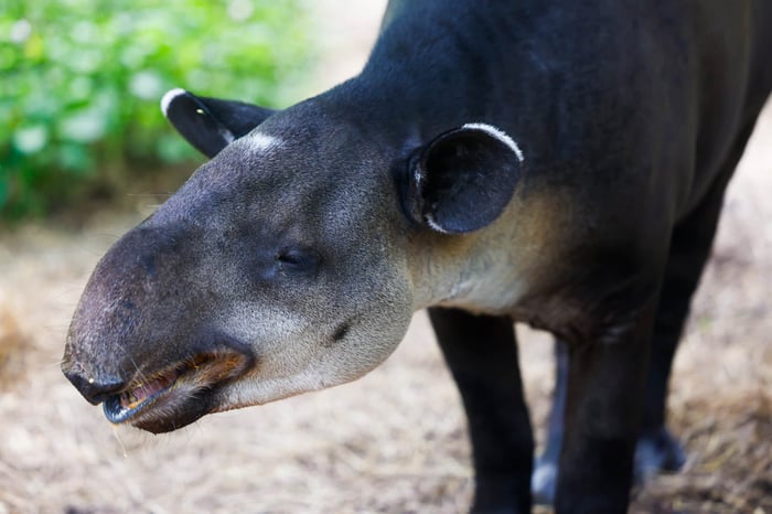 Tapir