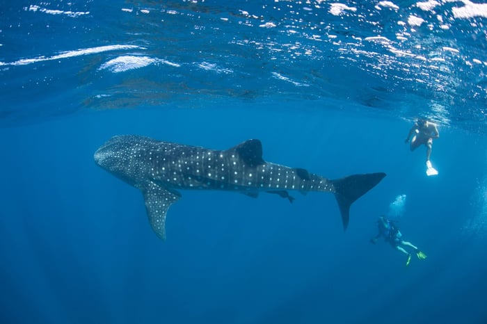 Whale Shark