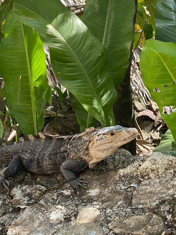 Julia spots an iguana