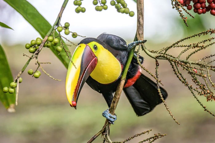 Toucans
