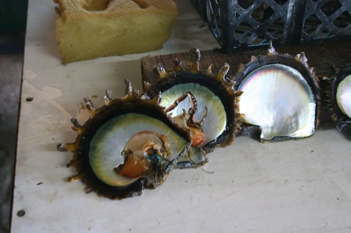 Pearl Compost