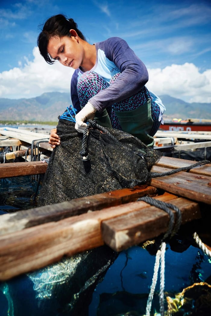 Panel net being returned to the seawater