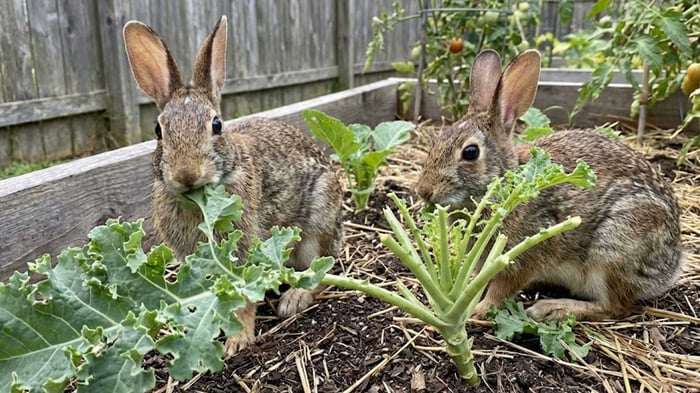 Rabbits eating plants