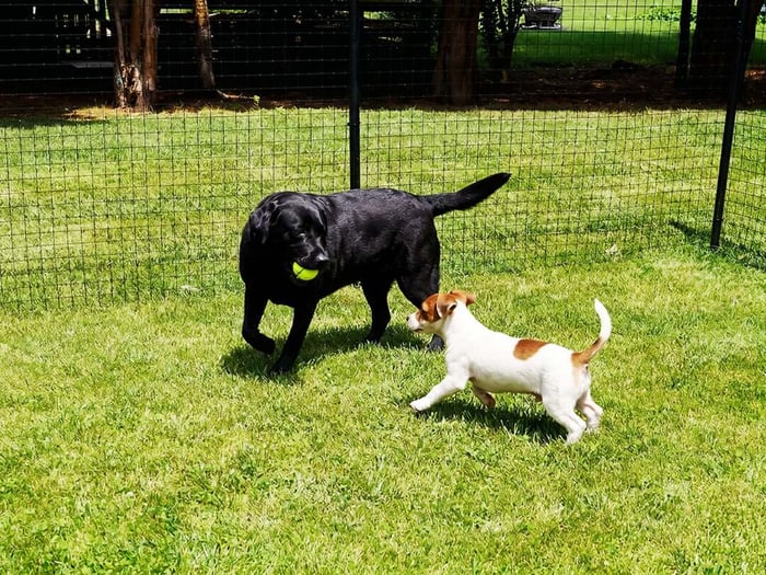 Large black dog and small white dog playing with a tennis ball in a fenced in area.
