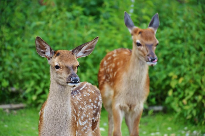 What Deer Love to Eat — and What They Usually Avoid