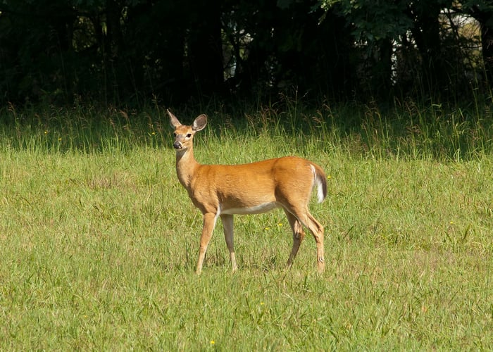 Wide shot of a doe standing in a field, staring into the distance.