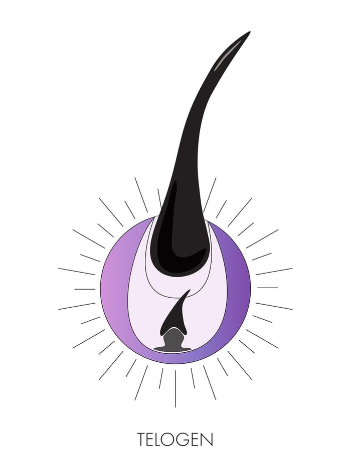 telogen-lash-growth-phase