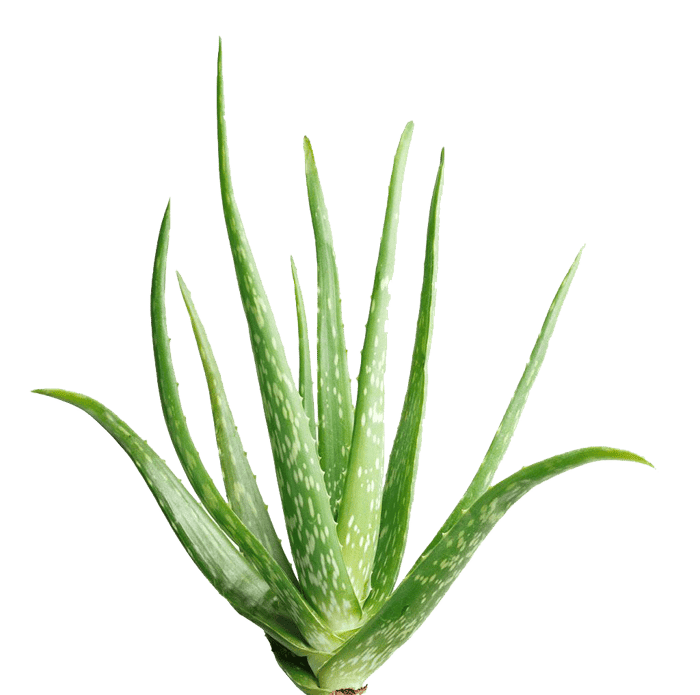 aloe-vera