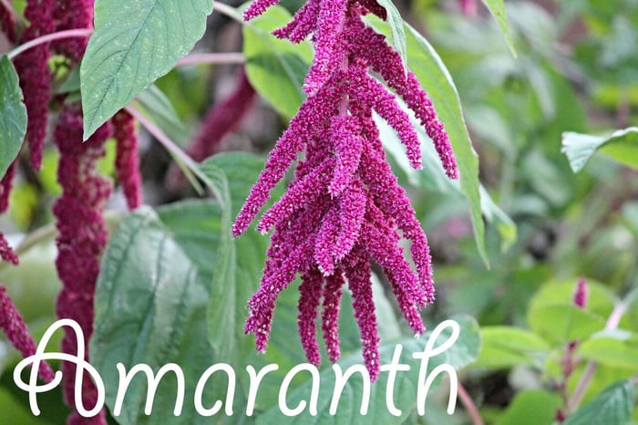 Amaranth