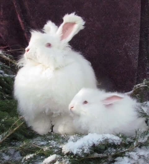 angora rabbits