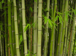 bamboo