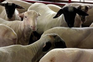 A Fibery Start to 2014