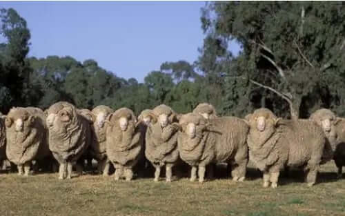 Merino Rams