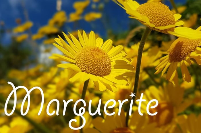Marguerite