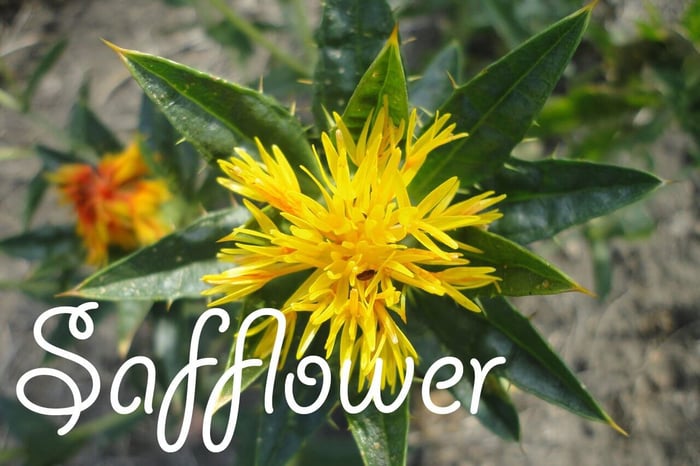 Safflower