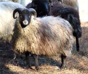 Shetland Sheep