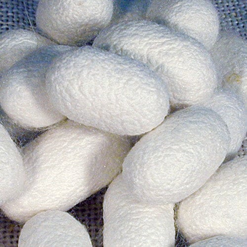 silkcocoons