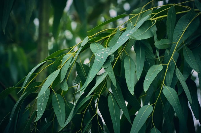 Eucalyptus trees used to produce sustainable TENCEL™ Lyocell fiber, showing the natural source behind soft and slightly stretchy eco-friendly fabric.