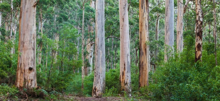 Eucalyptus trees used to make TENCEL fiber showing natural and breathable origins