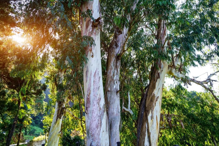 Eucalyptus trees used to create Lyocell fiber, highlighting the sustainable origins behind what kind of fabric Lyocell is.