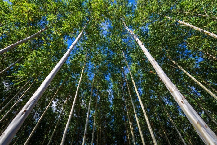 Eucalyptus trees in a natural forest environment, the primary source material used to create sustainable lyocell shirts