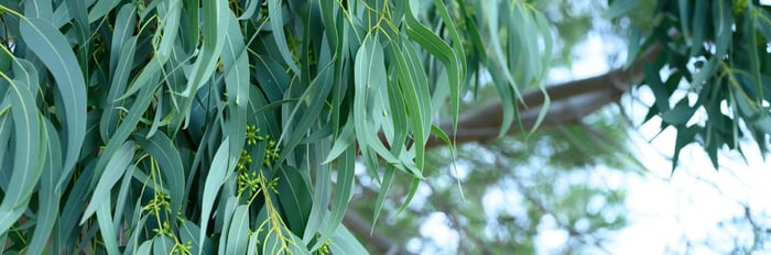 Eucalyptus trees used to produce sustainable Tencel fabric for eco-friendly pants