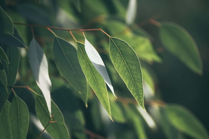Eucalyptus trees used as a sustainable source for soft and breathable Tencel fabric production