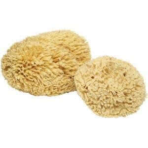 Florida Natural Sea Sponge
