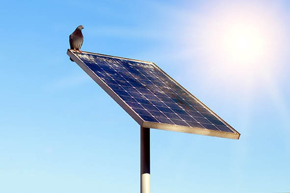 solar-panel-bird-q73KO4.jpg