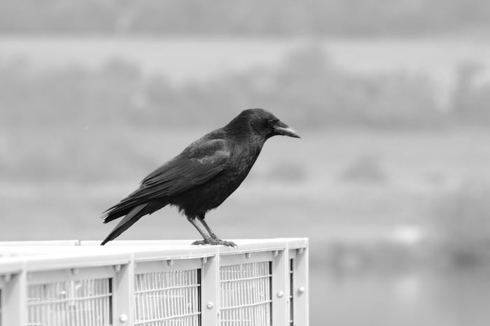 A black crow perched on an outdoor ledge in grayscale, showcasing its striking form.