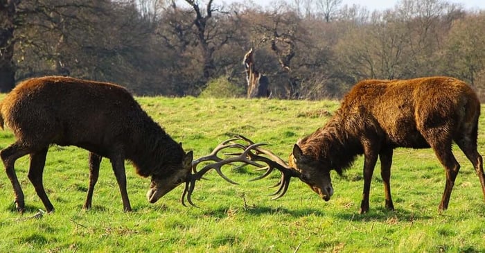 Shopify vs BigCommerce - Which is Best?