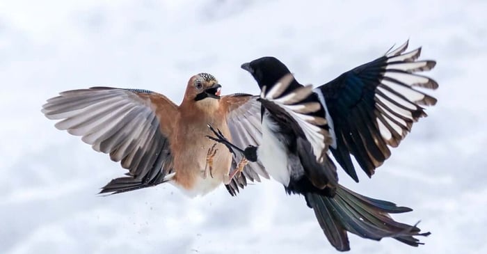 WIX vs Shopify: Which is Right for You?