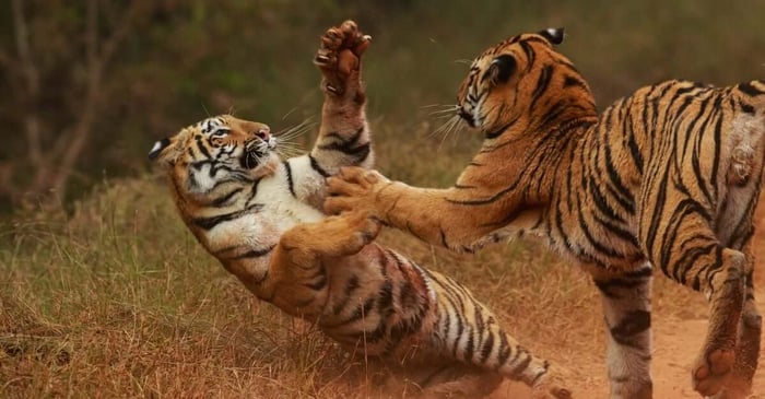 Magento vs Shopify - aka Shopify vs Magento (Adobe Commerce)