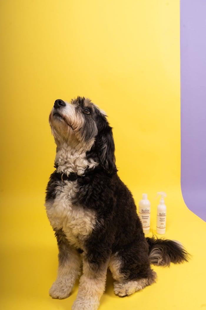 bloom groom doodle with shampoo and conditioner that support dog skin health