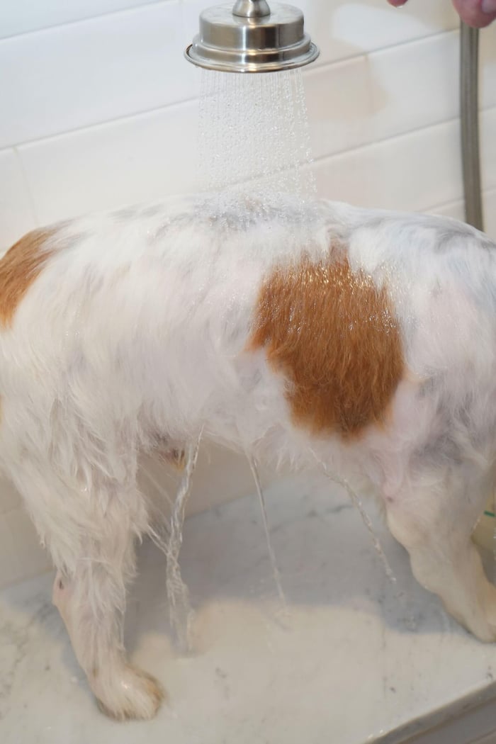 dog being rinsed in marble shower. products that support skin hydration
